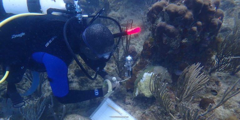 Youth Ocean Explorers Help Combat Coral Disease