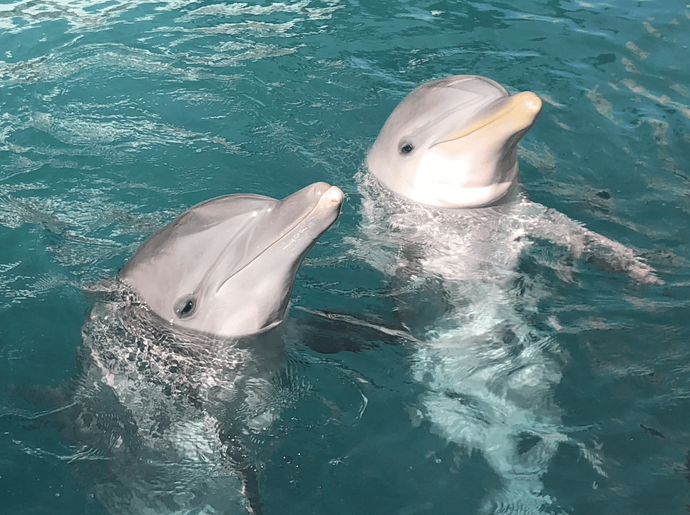 dolphin and calf