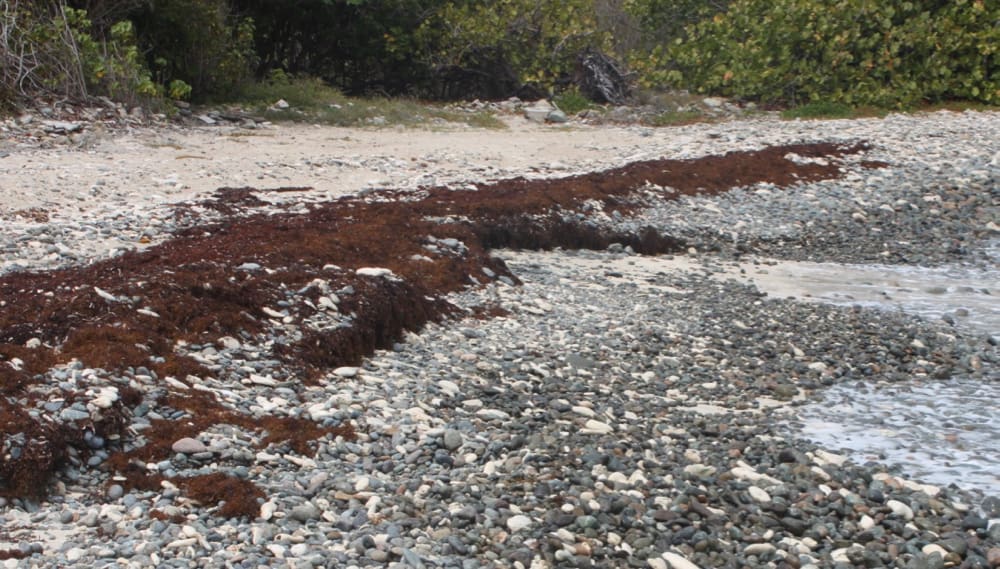 Sargassum’s Future Poses Bigger Mystery Than Its Origins St. Thomas