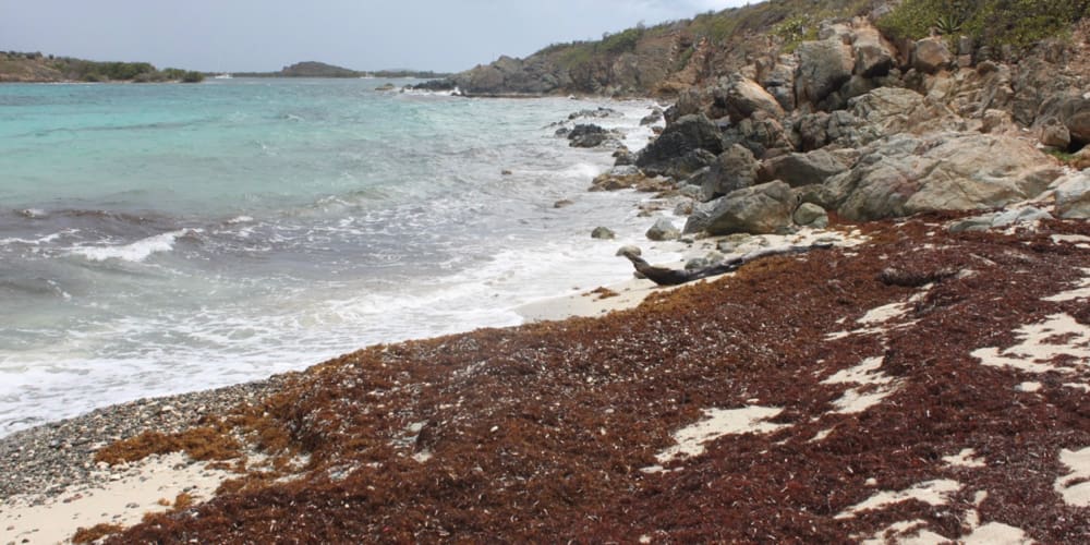 Sargassum’s Future Poses Bigger Mystery Than Its Origins St. Thomas