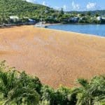 Sargassum 2