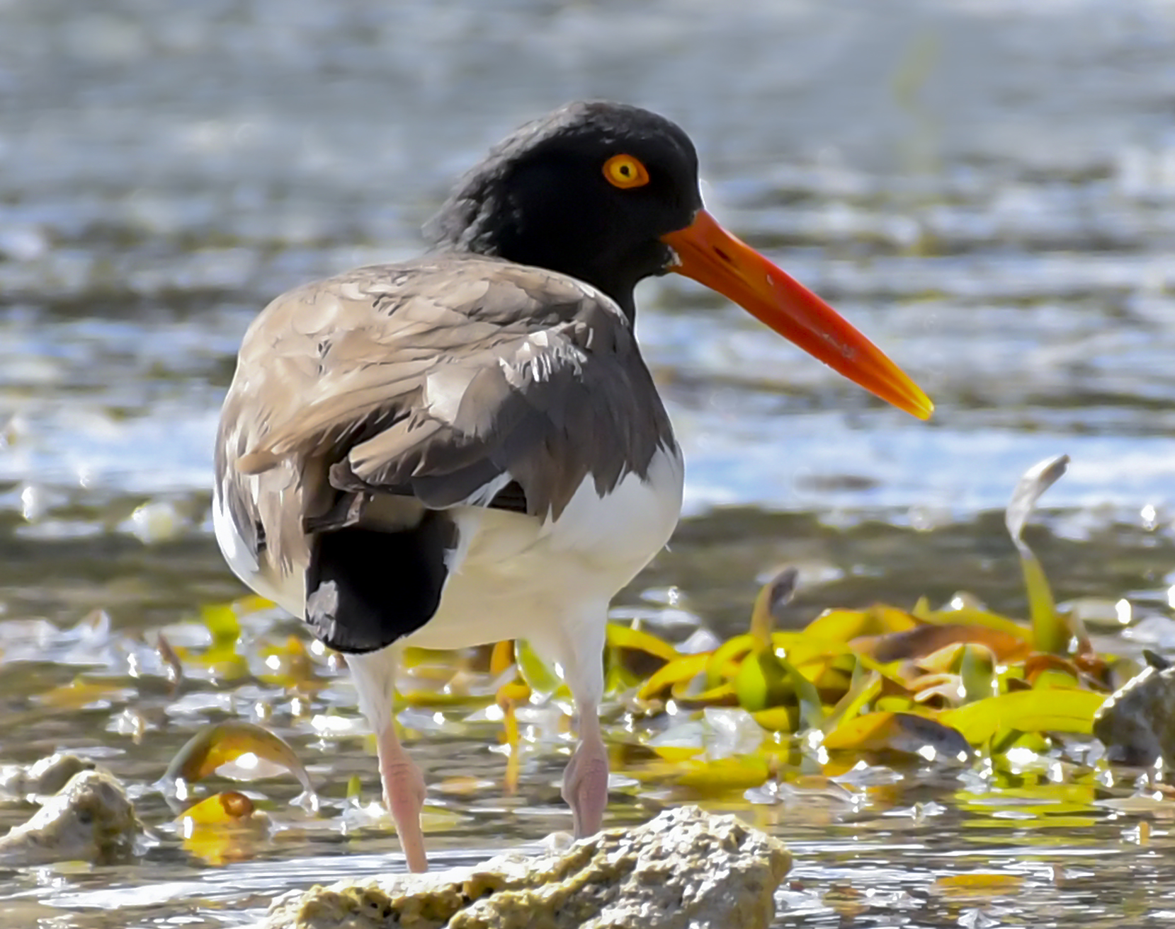 The oystercatchers have color-coordinated eyes and bills. (Photo by Gail Karlsson)