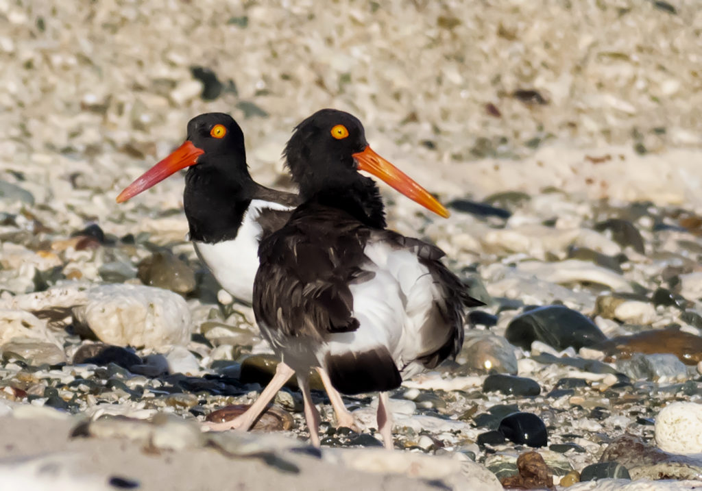 Bright bill colors may help oystercatchers find their soul mates. (Photo by Gail Karlsson)
