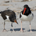 VIS 6 Oystercatcher and chick 2693