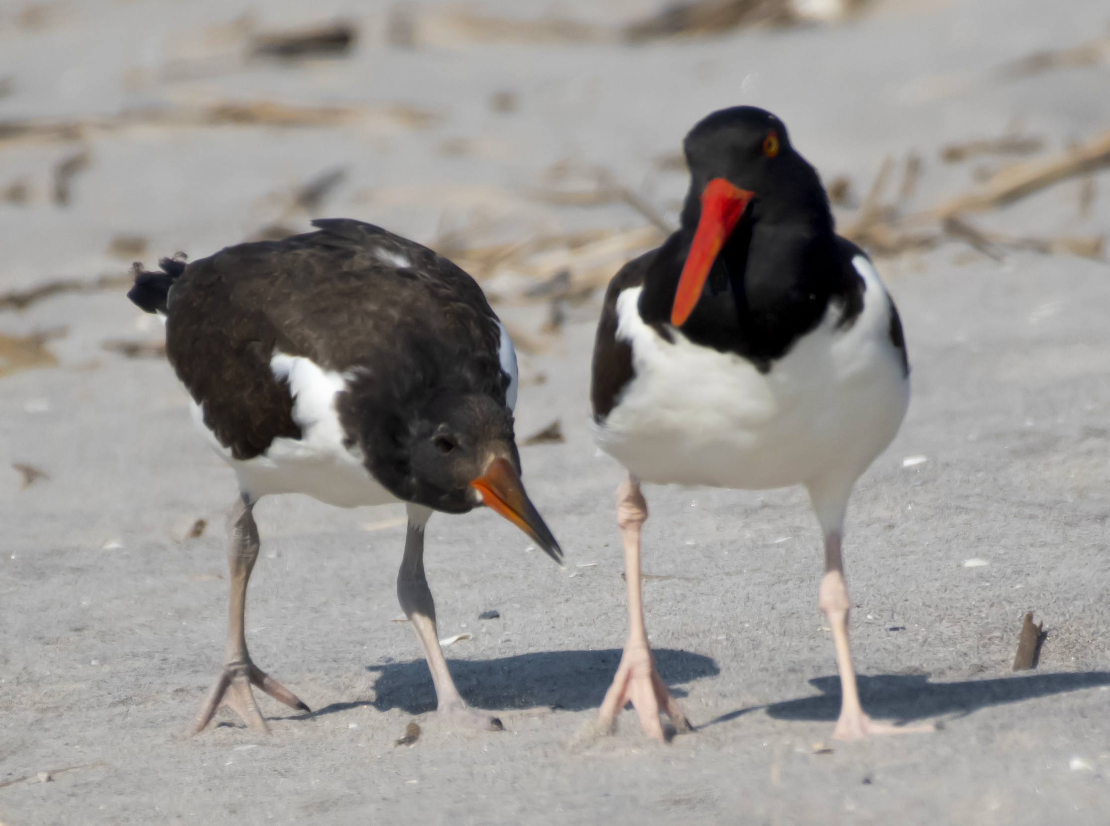 An oystercatcher chick nudged its parent for food. (Photo by Gail Karlsson)