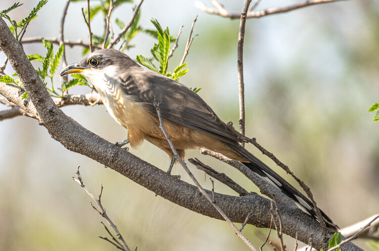The secretive Mangrove Cuckoo is a prize to see anywhere. Distinguished by a black ear patch, decurved beak, buff-colored abdomen, and long gray and white tail, it is most commonly found in dry tropical forests. (Photo courtesy of Randy Freeman)