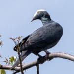 Image+8+RF+White+crowned+pigeon+Fredericksted