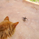 VIS Photo 2 Cat and tarantula