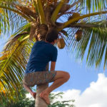 VIS Nov 2021 Photo 9 climbing coconut IMG_9468