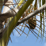 VIS Nov 2021 coconut DSC_3980