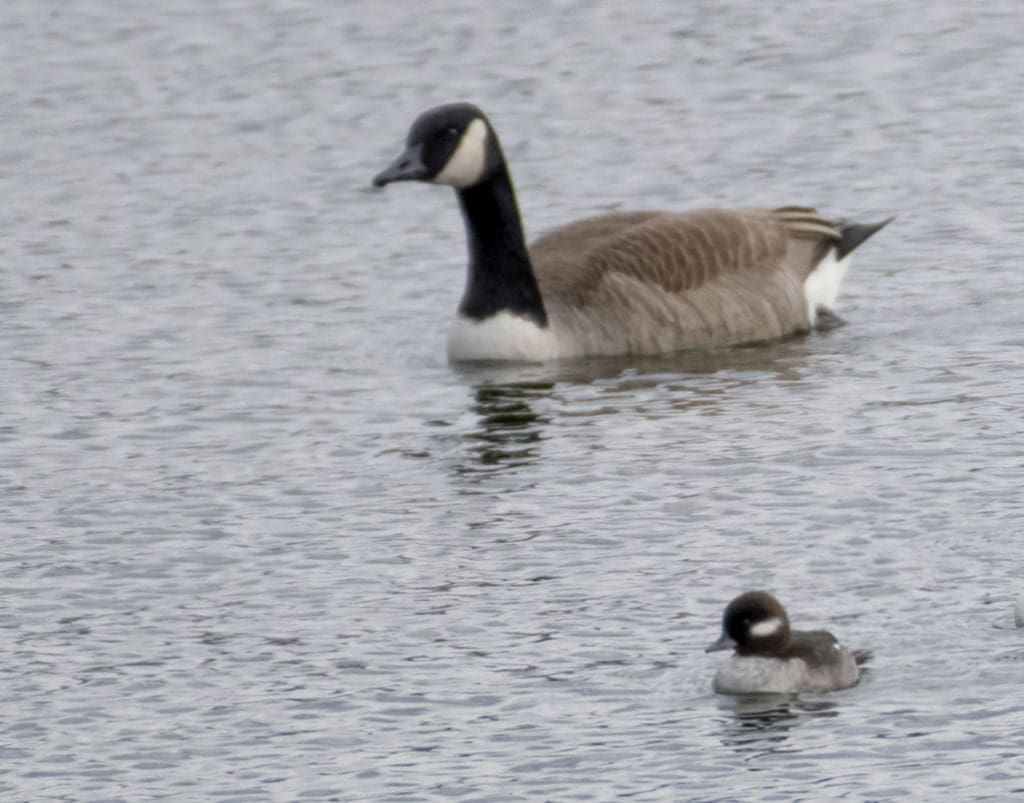 A female bufflehead shares the same fashion palette, and maybe other interests, with a much larger Canada goose wintering in New York. (Photo by Gail Karlsson)