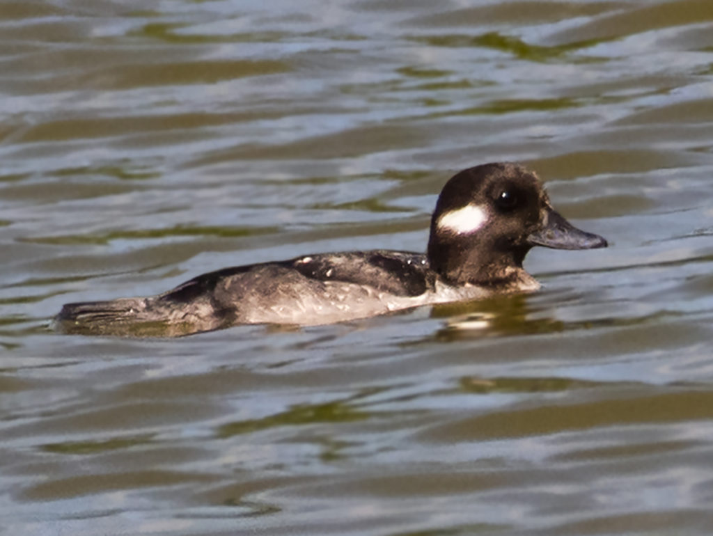 An unusual visitor was spotted on St. John – a female bufflehead duck. (Photo by Gail Karlsson)