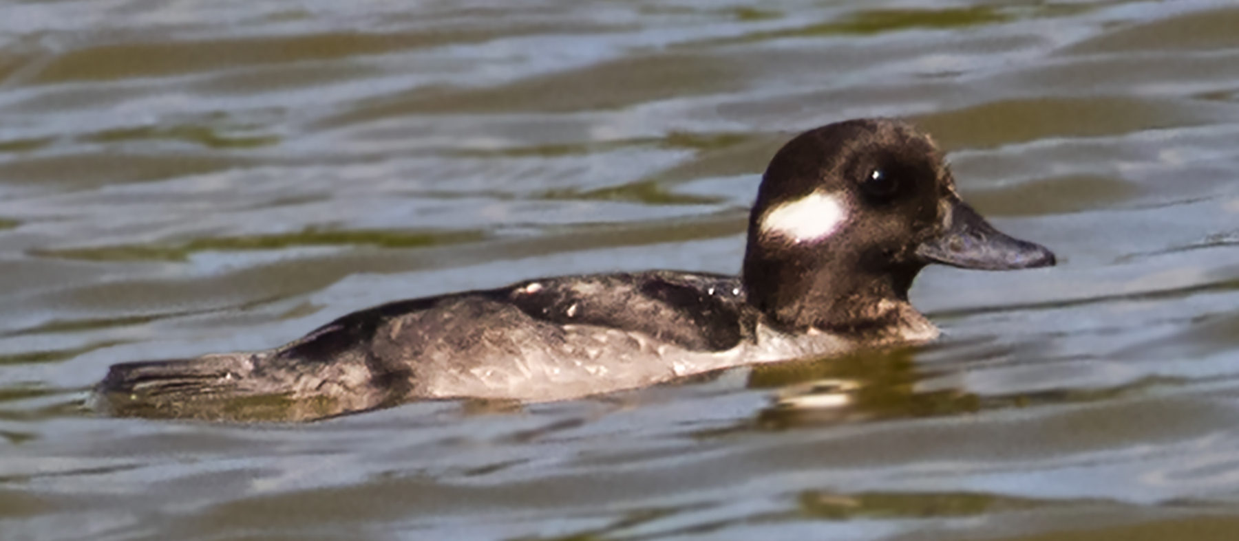 An unusual visitor was spotted on St. John – a female bufflehead duck. (Photo by Gail Karlsson)