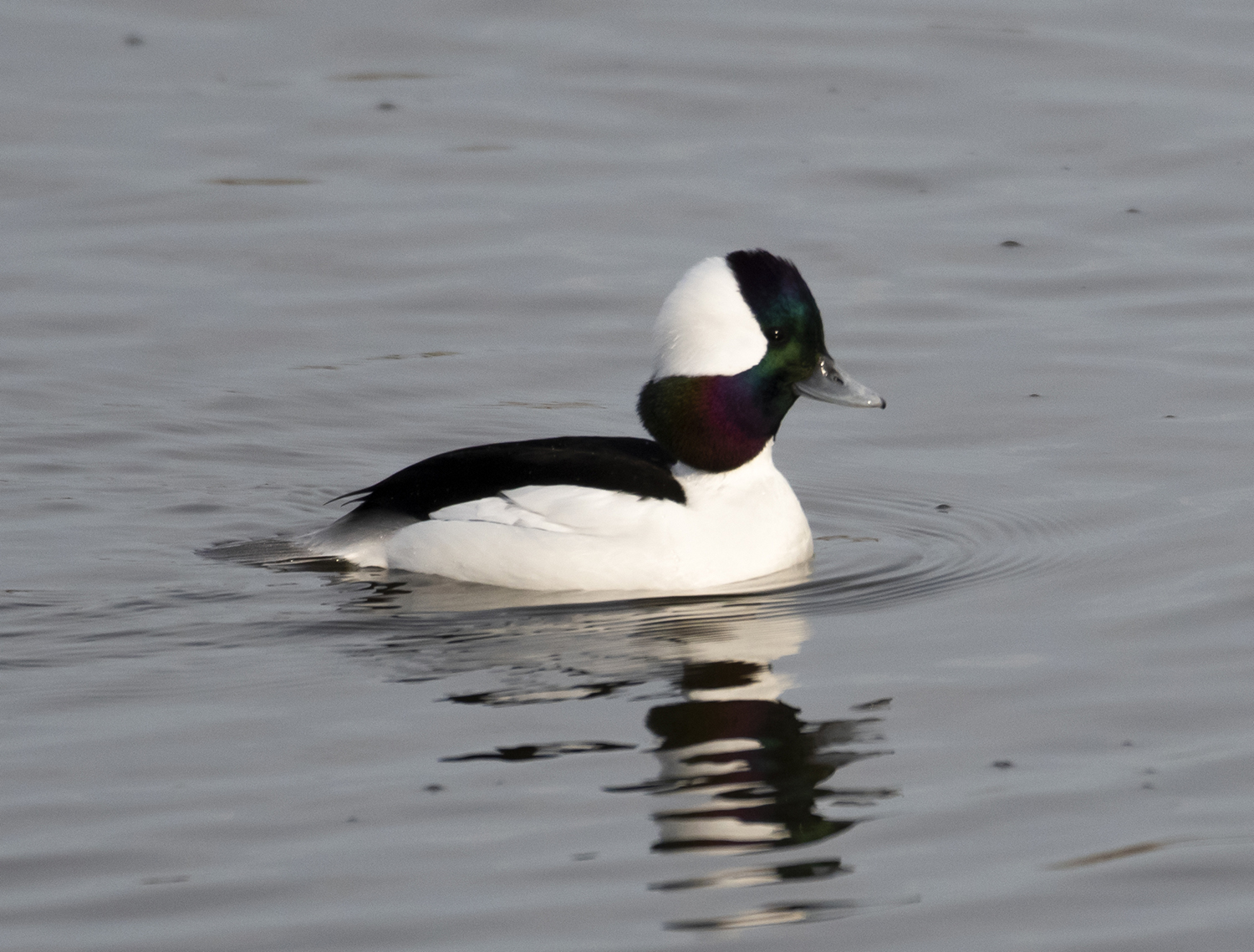 A bufflehead nickname in Spanish is ‘pato pinto’ (pinto duck), like a pinto horse. (Photo by Gail Karlsson)