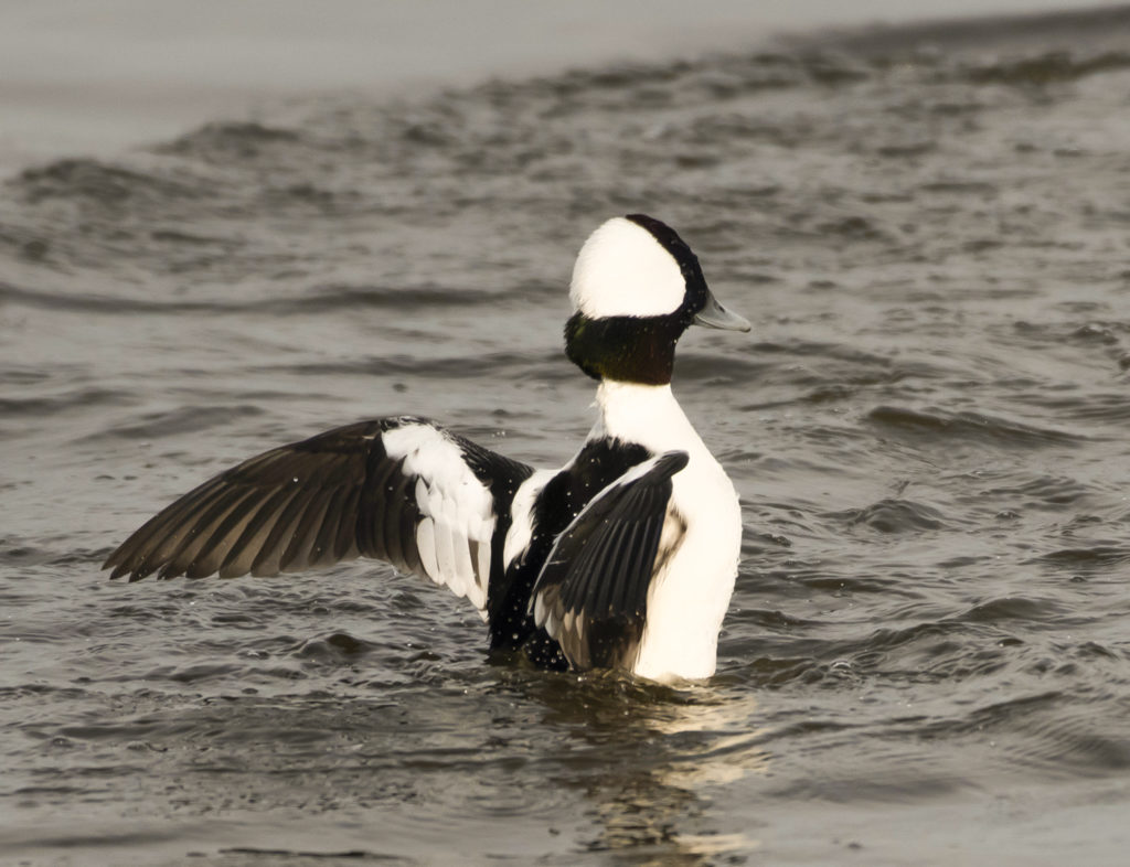 A bufflehead male is small, but can puff himself up to intimidate other ducks. (Photo by Gail Karlsson)