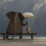 Elephant,And,Dog,Sit,Under,The,Rain