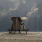 Elephant,And,Dog,Sit,Under,The,Rain