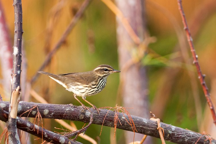 Although the Northern Waterthrush breeds in Canada and the northern U.S., including Alaska, it winters in Central America, the West Indies and Florida, as well as in Venezuela, Colombia, and Ecuador. Judging from our siting, some skip over to St. Thomas too. | Photo courtesy of Frantz Delcroix, Presidente of AMAZONA, a Guadeloupe NGO. www.amazona-guadeloupe.com