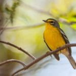 8)+Adelaide’s+Warbler-3984
