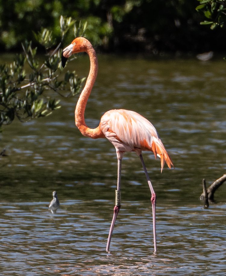 One of the highlights of our St. Thomas birding adventure was seeing a Caribbean Flamingo in the wild. | Photo courtesy of Randy Freeman.