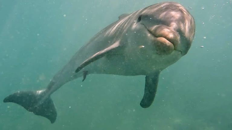 A dolphin looks straight at the camera as it swims in Magens Bay on Monday on St. Thomas. (Photo by Sara Smollett)