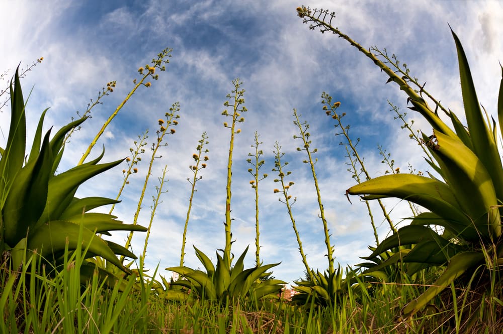 DPNR: Let Endangered Century Plants Bloom for Next Generation | St. Thomas  Source