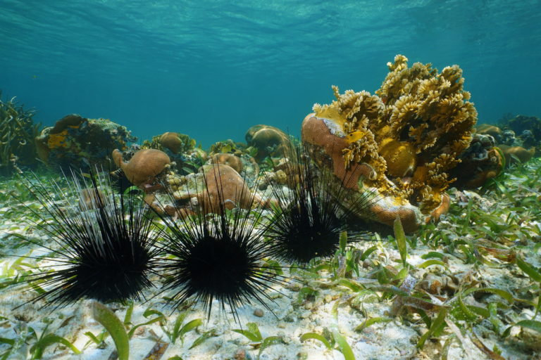 Marine Detectives Investigate the Mysterious Death of Sea Urchins