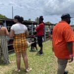 Adults and children taking in the sights and smells of the livestock by several farmers at the 50th AgriFest in St. Croix