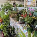Hope Vale Farm at the 50th AgriFest in St. Croix selling locally grown produce and plants.