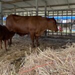 Senepol cattle were one of the huge surprises from Annaly Farms showcased at the 50th AgFair in St. Croix