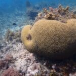 coral nursery tour 2