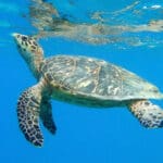 Hawksbill-surfacing-by-Caroline-Rogers-2