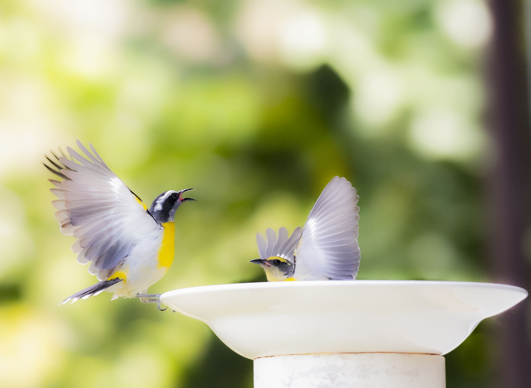 glucose water for birds