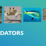 hatchling predators . from online presentation by Friends VINP. copy