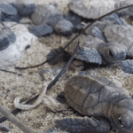 hatchlings emerge from a nest. Screenshot from online presentation FriendsVINP