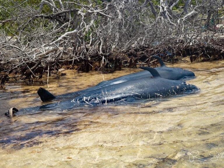 60 Pilot Whales Beached on Anegada