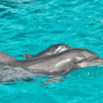 Ping and Calf – Coral World 4