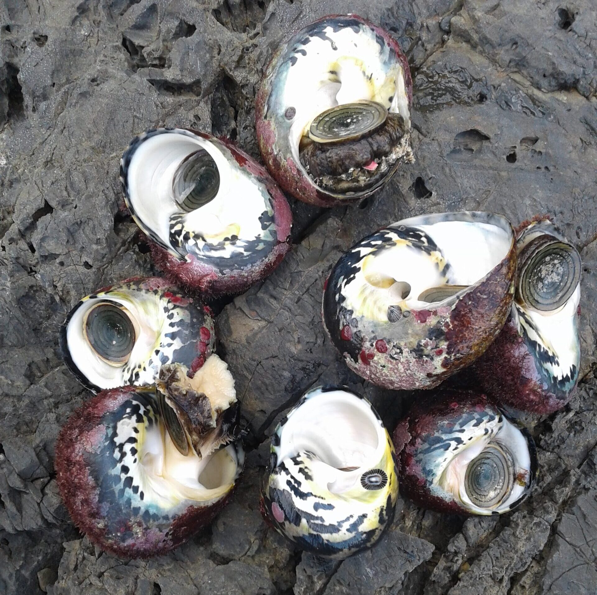 Whelks thrive at Annaly Bay on St. Croix. (Photo by Olasee Davis)