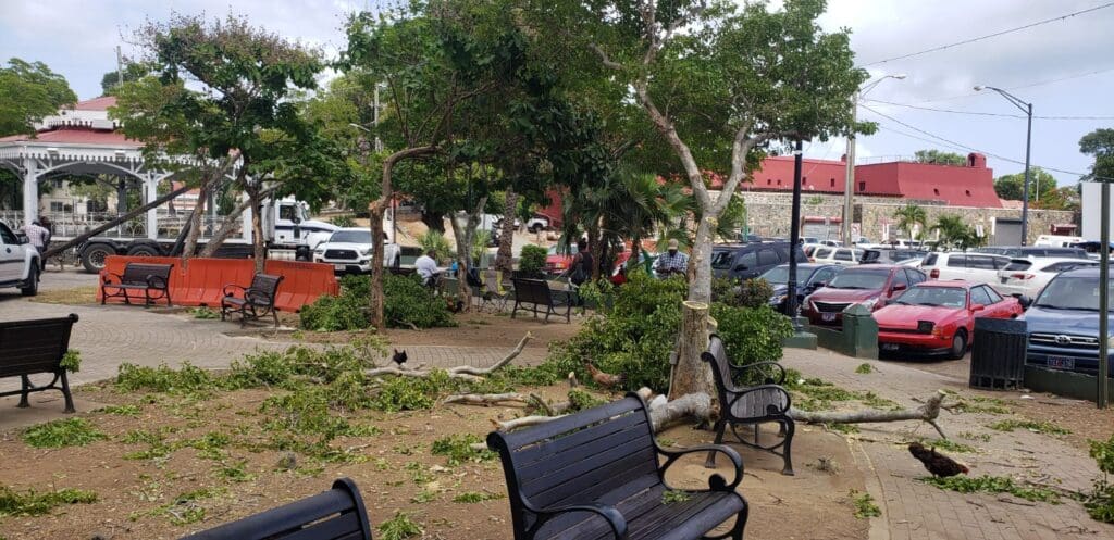 Limbs litter the ground at Emancipation Garden on St. Thomas following the severe pruning of Lignum Vitae trees at the park. (Submitted photo)