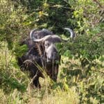 Cape buffalo