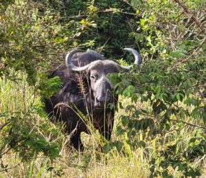 A Cape buffalo (photo Shaun A Pennington)