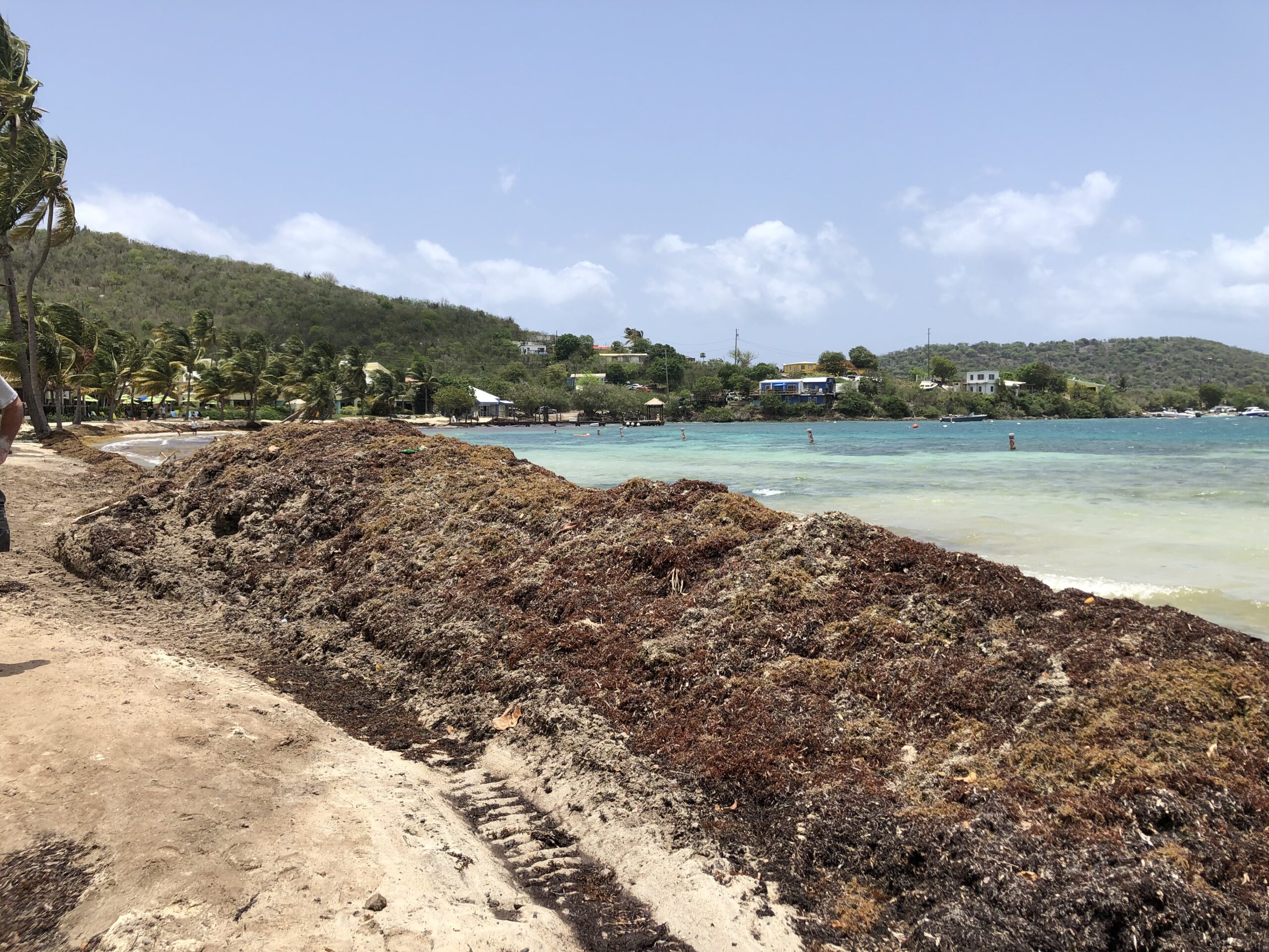 St Thomas Sargassum 2024 - Goldi Karalee