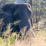 elephant cu