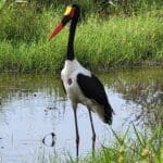 saddle billed storrk