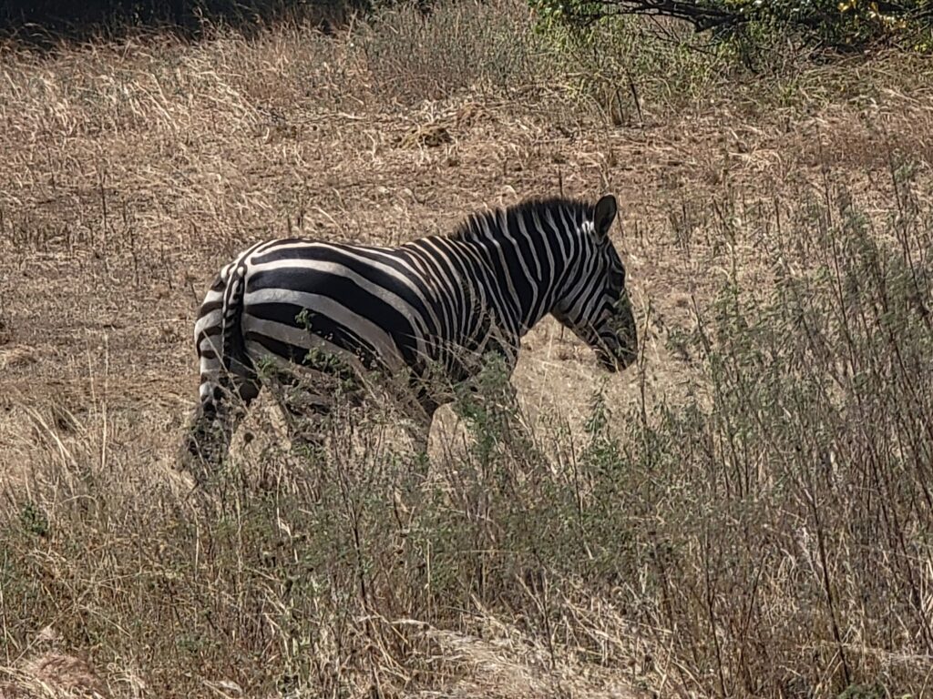 A Bruchel's zebra.  (photo by Shaun A. Pennington)