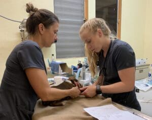 Dr. Kim Sanders and Nora Davern in surgery. (Photo courtesy of the Humane Society of St. Thomas) 