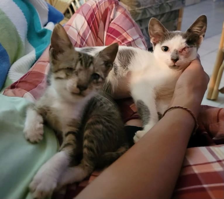 Two of the lucky patients. Although they each had to have surgery to remove an eye, both were taken to Miami by the team. (Photo courtesy of the Humane Society of St. Thomas) 