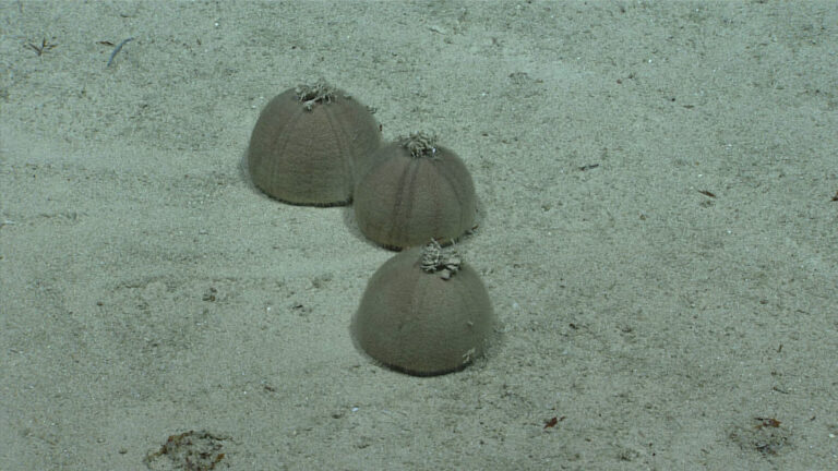Scientists Spot Strange Deep-Sea Urchin Gathering Off St. Croix
