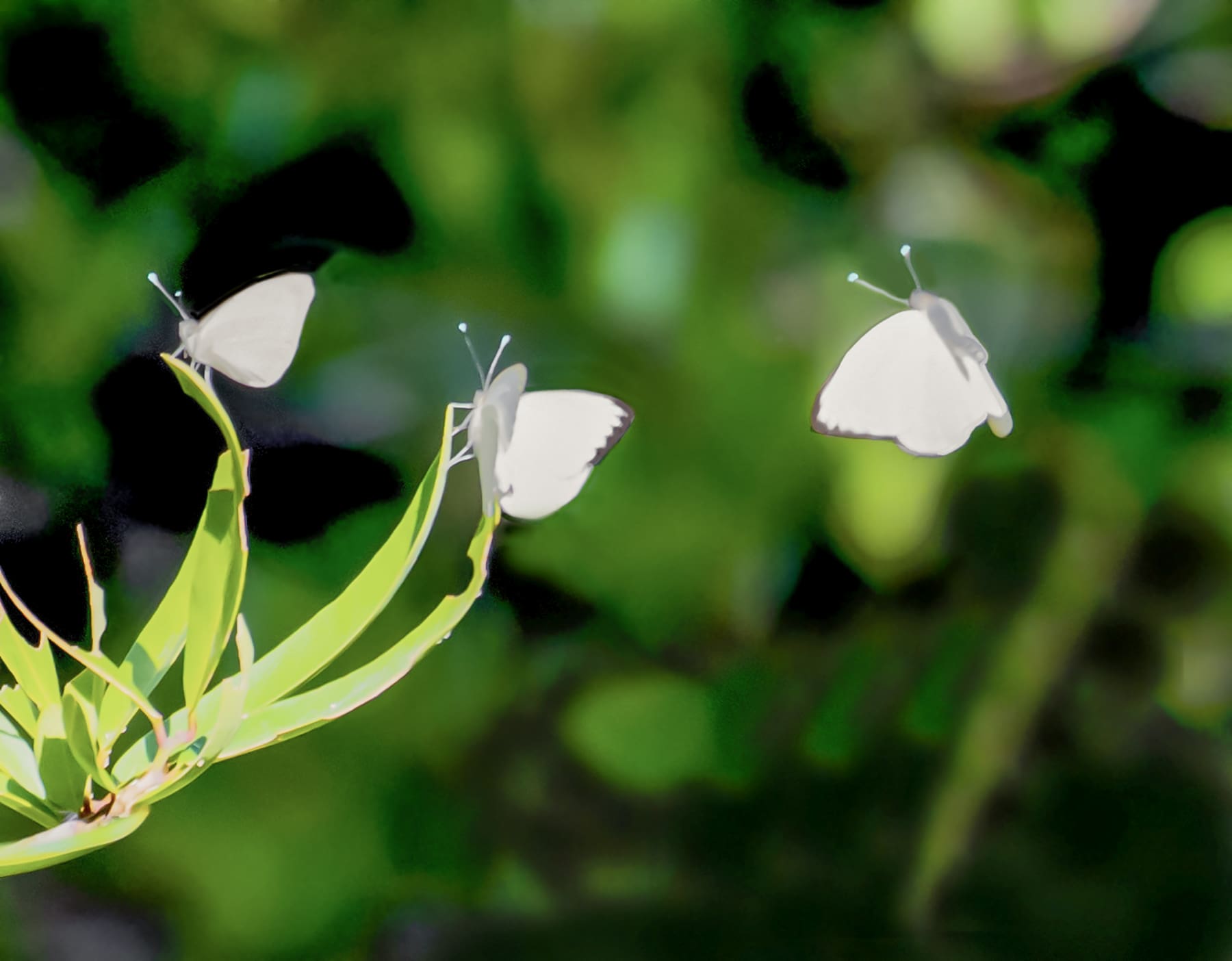 WHITE BUTTERFLIES' NIGHT ROOST