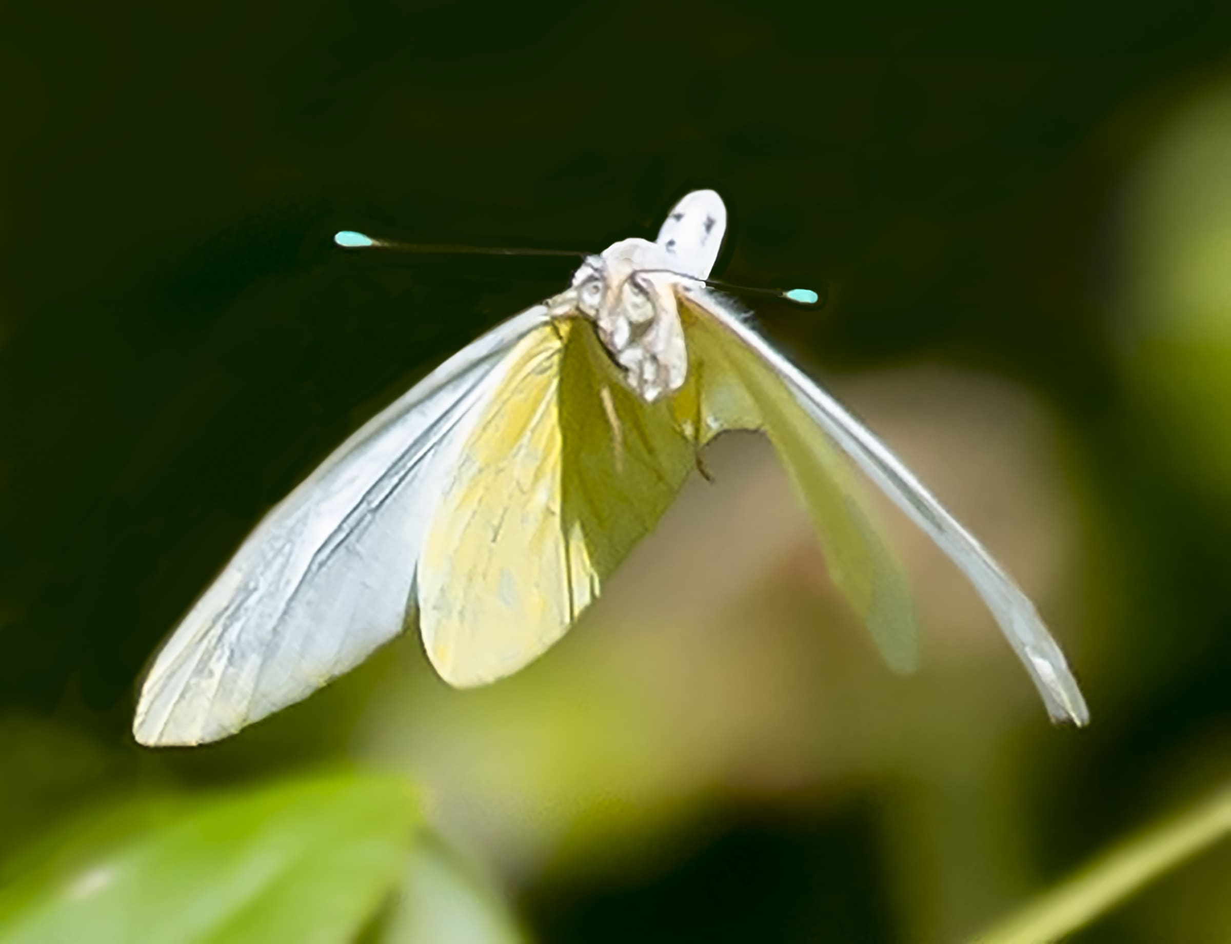 Heavy Rains Bring a Burst of White Butterflies | St. Thomas Source